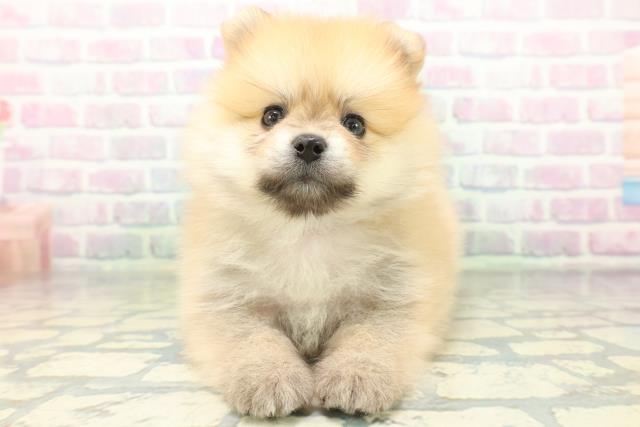 茨城県のポメラニアン (Coo&RIKU石岡店/2026年6月25日生まれ/男の子/オレンジセーブル)の子犬の1枚目の画像