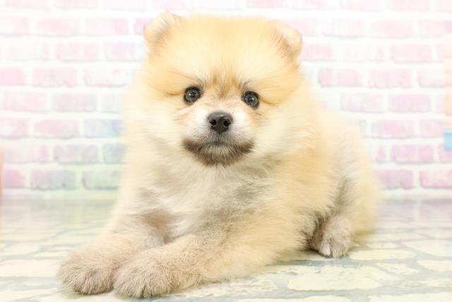 茨城県のポメラニアン (Coo&RIKU石岡店/2026年6月25日生まれ/男の子/オレンジセーブル)の子犬の2枚目の画像