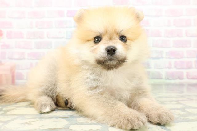 茨城県のポメラニアン (Coo&RIKU石岡店/2026年6月25日生まれ/男の子/オレンジセーブル)の子犬の3枚目の画像