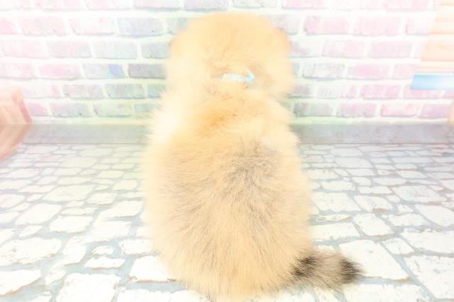 茨城県のポメラニアン (Coo&RIKU石岡店/2026年6月25日生まれ/男の子/オレンジセーブル)の子犬の4枚目の画像