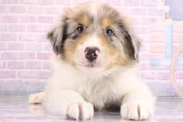 大阪府のボーダーコリー (Coo&RIKU梅田店/2026年6月24日生まれ/男の子/ブルーマール)の子犬の1枚目の画像