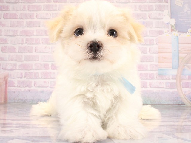 大阪府のマルチーズ (Coo&RIKU高槻店/2026年6月24日生まれ/男の子/ホワイト)の子犬の1枚目の画像