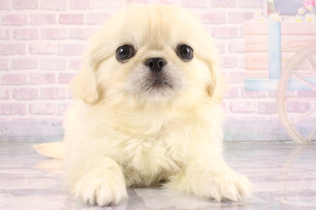 大阪府のペキニーズ (Coo&RIKU心斎橋店/2026年6月24日生まれ/女の子/クリーム)の子犬の1枚目の画像