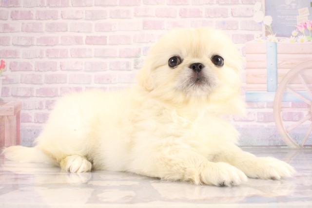 大阪府のペキニーズ (Coo&RIKU心斎橋店/2026年6月24日生まれ/女の子/クリーム)の子犬の2枚目の画像