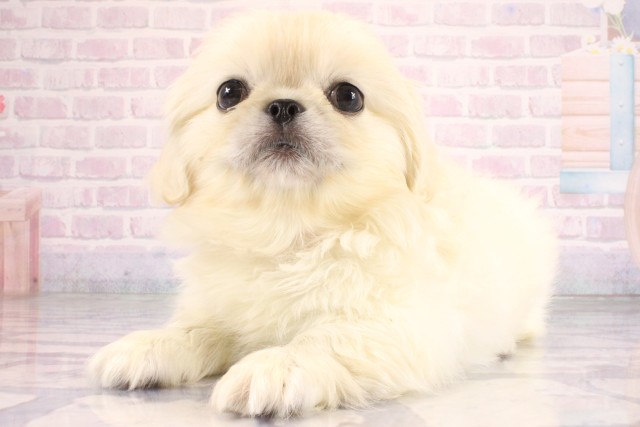 大阪府のペキニーズ (Coo&RIKU心斎橋店/2026年6月24日生まれ/女の子/クリーム)の子犬の3枚目の画像