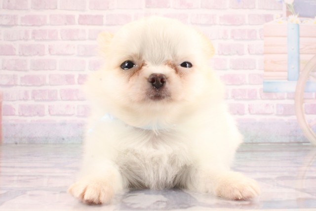 兵庫県のチワワ(ロング) (Coo&RIKU姫路店/2026年6月23日生まれ/男の子/ホワイトクリーム)の子犬の1枚目の画像
