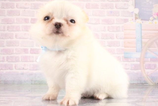 兵庫県のチワワ(ロング) (Coo&RIKU姫路店/2026年6月23日生まれ/男の子/ホワイトクリーム)の子犬の3枚目の画像