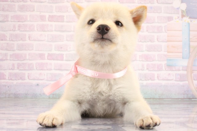 柴犬