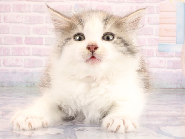 ノルウェージャン・フォレストキャット
