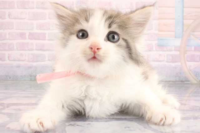 ノルウェージャン・フォレストキャット