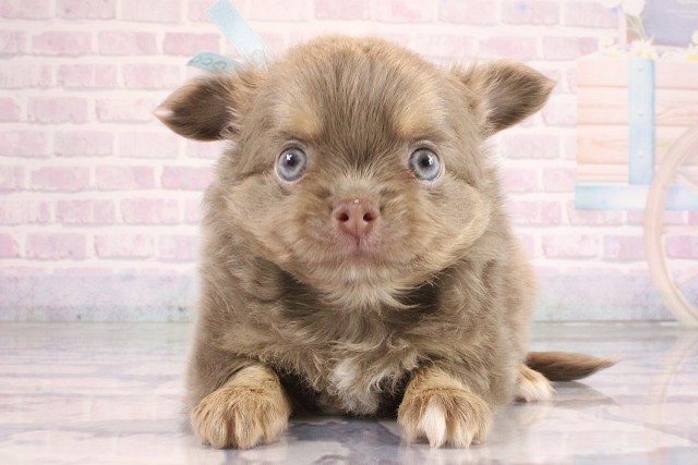 大阪府のチワワ(ロング) (Coo&RIKU高槻店/2026年6月25日生まれ/男の子/イザベラクリーム)の子犬の1枚目の画像