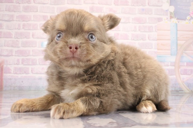 大阪府のチワワ(ロング) (Coo&RIKU高槻店/2026年6月25日生まれ/男の子/イザベラクリーム)の子犬の3枚目の画像
