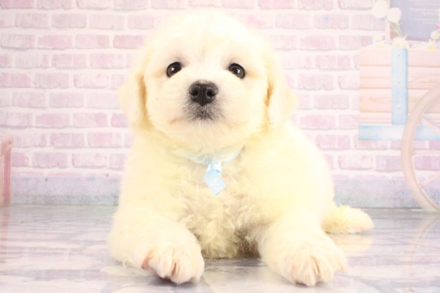 大阪府のビションフリーゼ (Coo&RIKU天王寺店/2026年6月22日生まれ/男の子/ホワイト)の子犬の1枚目の画像