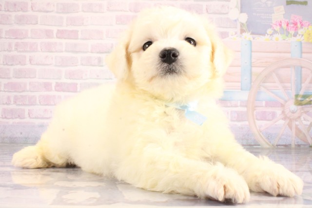 大阪府のビションフリーゼ (Coo&RIKU天王寺店/2026年6月22日生まれ/男の子/ホワイト)の子犬の2枚目の画像