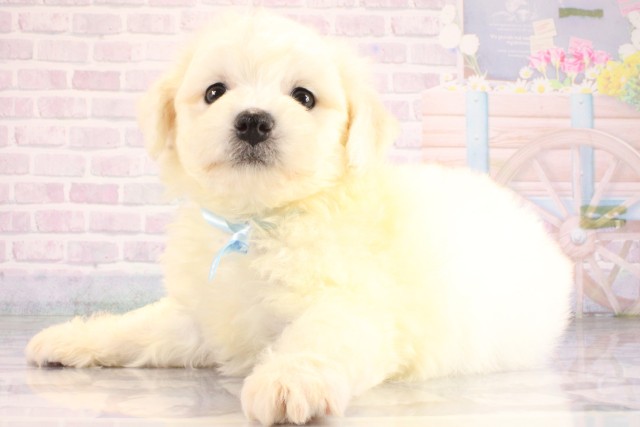大阪府のビションフリーゼ (Coo&RIKU天王寺店/2026年6月22日生まれ/男の子/ホワイト)の子犬の3枚目の画像