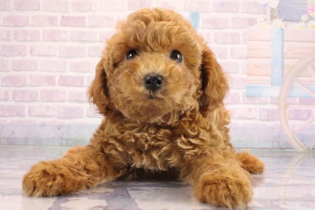 大阪府のトイプードル(トイ) (Coo&RIKU高槻店/2026年6月18日生まれ/男の子/レッドフォーン)の子犬の1枚目の画像