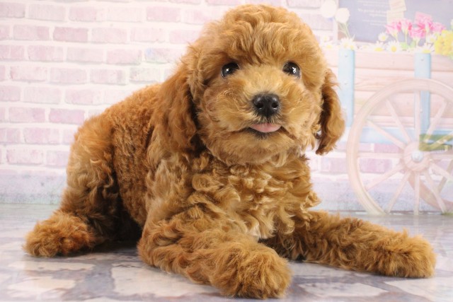大阪府のトイプードル(トイ) (Coo&RIKU高槻店/2026年6月18日生まれ/男の子/レッドフォーン)の子犬の2枚目の画像