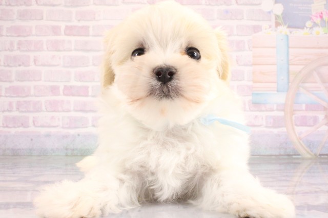 兵庫県のマルチーズ (Coo&RIKU姫路店/2026年6月23日生まれ/男の子/ホワイト)の子犬の1枚目の画像