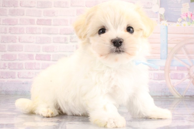 兵庫県のマルチーズ (Coo&RIKU姫路店/2026年6月23日生まれ/男の子/ホワイト)の子犬の2枚目の画像