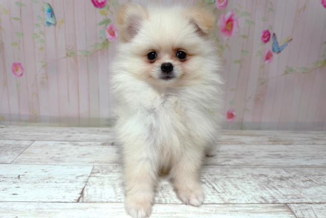 北海道のポメラニアン (Coo&RIKU札幌西店/2026年6月26日生まれ/男の子/クリーム)の子犬の1枚目の画像
