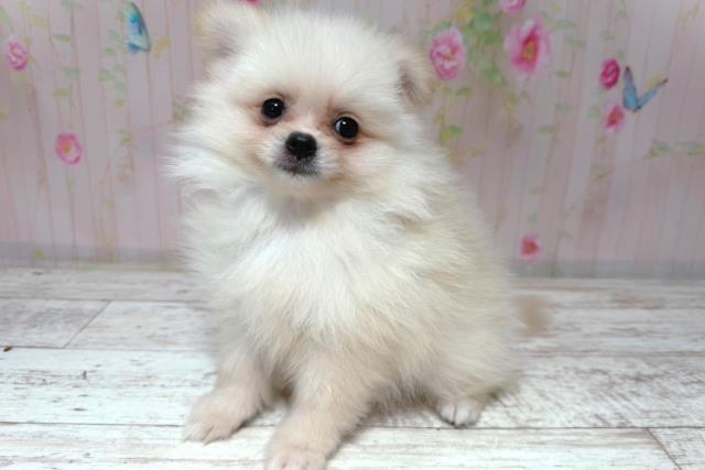 北海道のポメラニアン (Coo&RIKU札幌西店/2026年6月26日生まれ/男の子/クリーム)の子犬の2枚目の画像