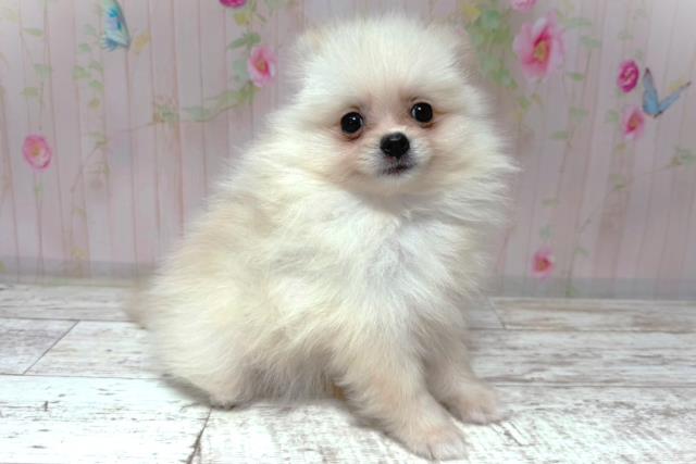 北海道のポメラニアン (Coo&RIKU札幌西店/2026年6月26日生まれ/男の子/クリーム)の子犬の3枚目の画像