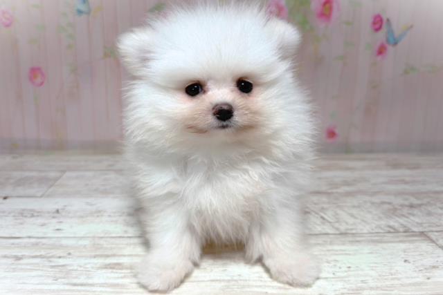 北海道のポメラニアン (Coo&RIKU苫小牧店/2026年6月26日生まれ/男の子/クリーム)の子犬の1枚目の画像