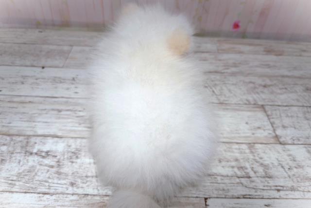 北海道のポメラニアン (Coo&RIKU苫小牧店/2026年6月26日生まれ/男の子/クリーム)の子犬の4枚目の画像