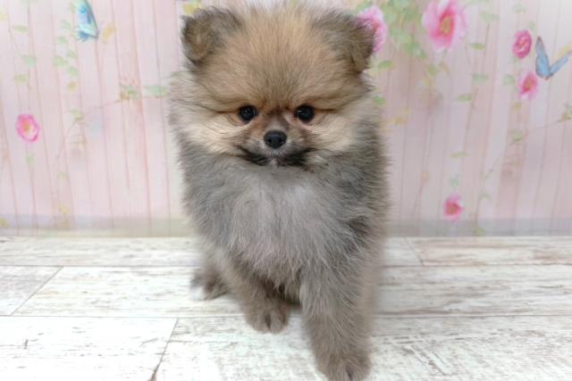 ポメラニアン