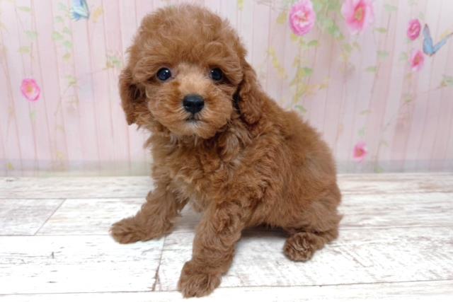群馬県のトイプードル(トイ) (Coo&RIKU伊勢崎店/2026年6月28日生まれ/男の子/レッド)の子犬の2枚目の画像