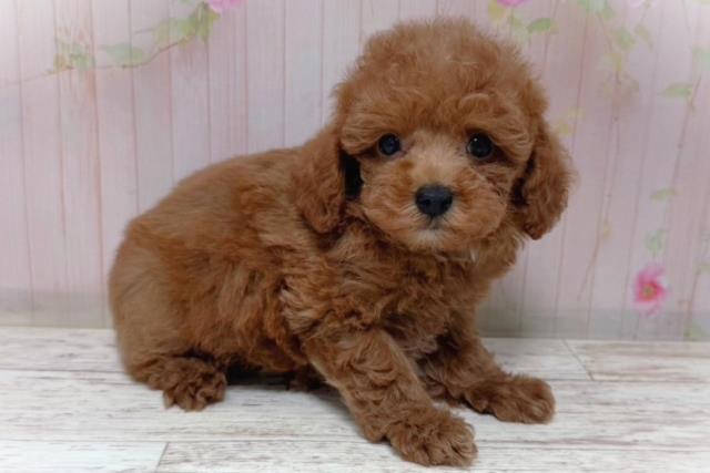 群馬県のトイプードル(トイ) (Coo&RIKU伊勢崎店/2026年6月28日生まれ/男の子/レッド)の子犬の3枚目の画像
