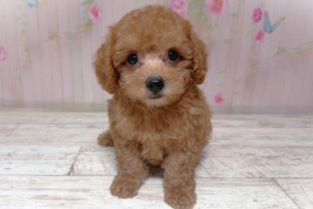 栃木県のトイプードル(トイ) (Coo&RIKU足利店/2026年6月28日生まれ/男の子/レッド)の子犬の1枚目の画像