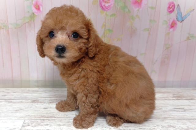 栃木県のトイプードル(トイ) (Coo&RIKU足利店/2026年6月28日生まれ/男の子/レッド)の子犬の2枚目の画像