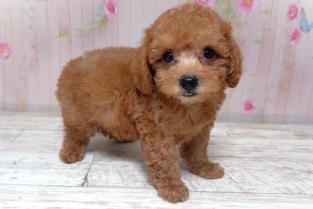 栃木県のトイプードル(トイ) (Coo&RIKU足利店/2026年6月28日生まれ/男の子/レッド)の子犬の3枚目の画像