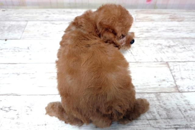 栃木県のトイプードル(トイ) (Coo&RIKU足利店/2026年6月28日生まれ/男の子/レッド)の子犬の4枚目の画像