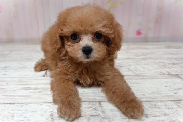 東京都のトイプードル(トイ) (Coo&RIKU東久留米店/2026年6月28日生まれ/女の子/レッド)の子犬の1枚目の画像