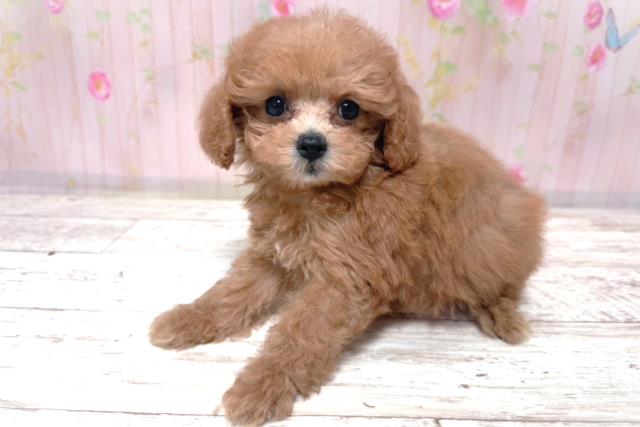 東京都のトイプードル(トイ) (Coo&RIKU東久留米店/2026年6月28日生まれ/女の子/レッド)の子犬の2枚目の画像