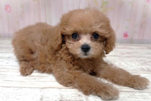 東京都のトイプードル(トイ) (Coo&RIKU東久留米店/2026年6月28日生まれ/女の子/レッド)の子犬の3枚目の画像