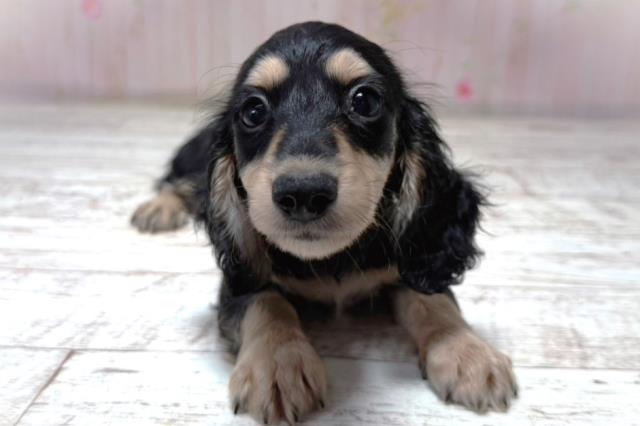 北海道のカニンヘンダックスフンド(ロング) (Coo&RIKU岩見沢店/2026年6月19日生まれ/女の子/ブラックタン)の子犬の1枚目の画像