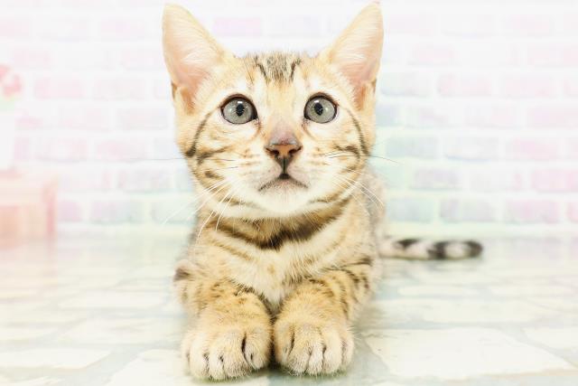 北海道のベンガル (Coo&RIKU北見店/2026年6月25日生まれ/女の子/ブラウンスポットタビー)の子猫の1枚目の画像