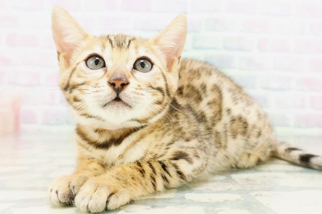 北海道のベンガル (Coo&RIKU北見店/2026年6月25日生まれ/女の子/ブラウンスポットタビー)の子猫の2枚目の画像