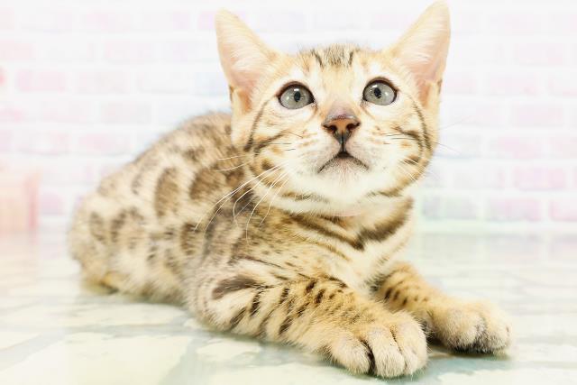北海道のベンガル (Coo&RIKU北見店/2026年6月25日生まれ/女の子/ブラウンスポットタビー)の子猫の3枚目の画像