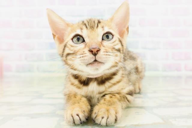 宮城県のベンガル (Coo&RIKU仙台太白店/2026年6月25日生まれ/女の子/ブラウンスポットタビー)の子猫の1枚目の画像