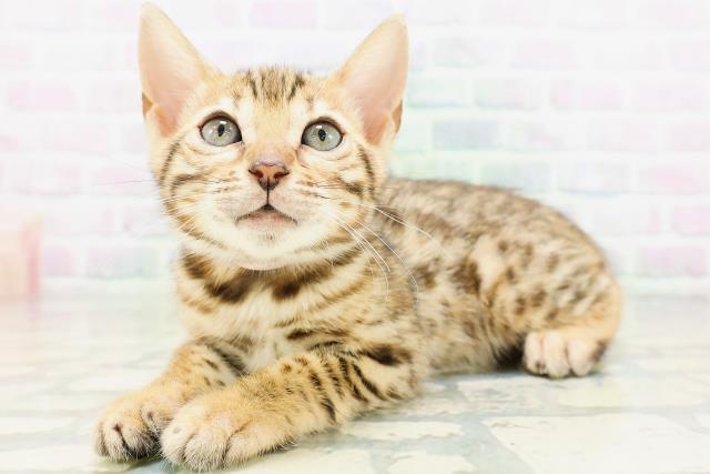 宮城県のベンガル (Coo&RIKU仙台太白店/2026年6月25日生まれ/女の子/ブラウンスポットタビー)の子猫の2枚目の画像