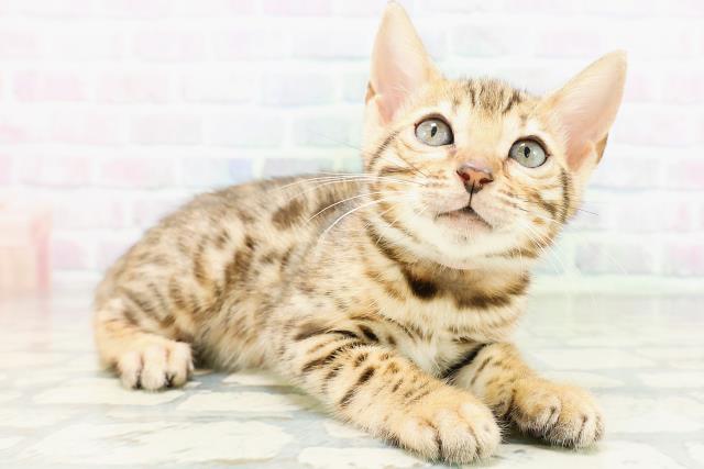 宮城県のベンガル (Coo&RIKU仙台太白店/2026年6月25日生まれ/女の子/ブラウンスポットタビー)の子猫の3枚目の画像