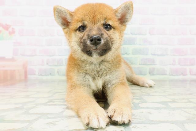 柴犬