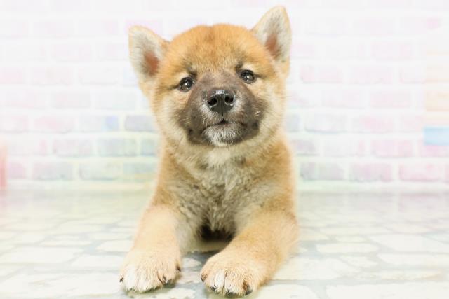 高知県の柴犬(標準サイズ) (Coo&RIKU高知御座店/2026年6月28日生まれ/男の子/赤)の子犬の1枚目の画像