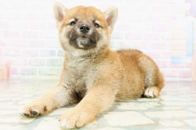 高知県の柴犬(標準サイズ) (Coo&RIKU高知御座店/2026年6月28日生まれ/男の子/赤)の子犬の2枚目の画像