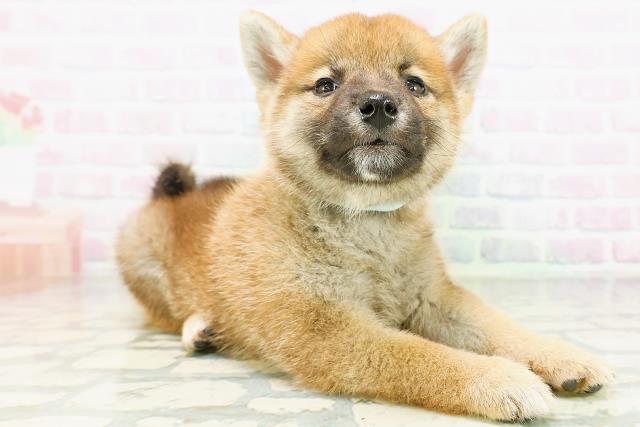 高知県の柴犬(標準サイズ) (Coo&RIKU高知御座店/2026年6月28日生まれ/男の子/赤)の子犬の3枚目の画像