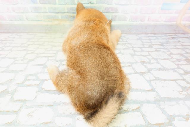 高知県の柴犬(標準サイズ) (Coo&RIKU高知御座店/2026年6月28日生まれ/男の子/赤)の子犬の4枚目の画像